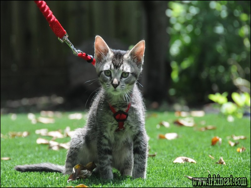 Kitten Harness And Leash