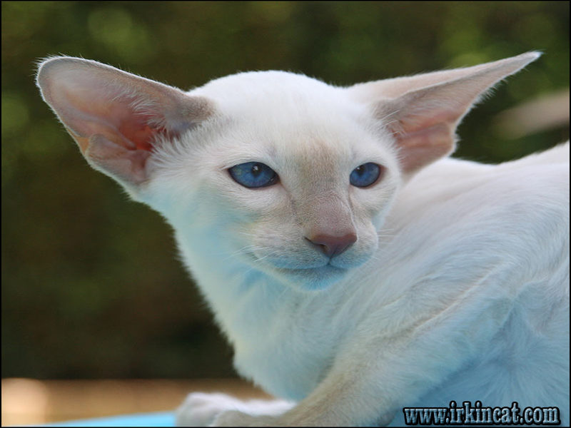 Names For White Kittens