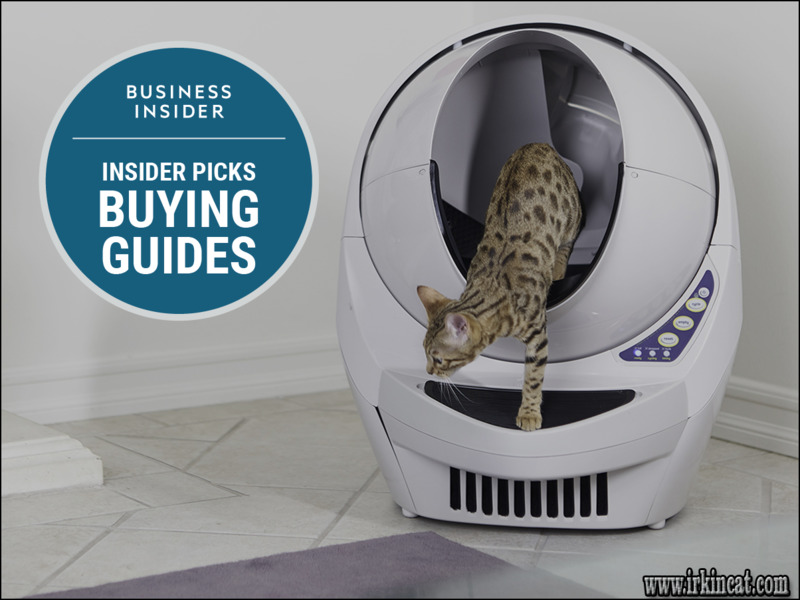 What Is The Best Kitty Litter