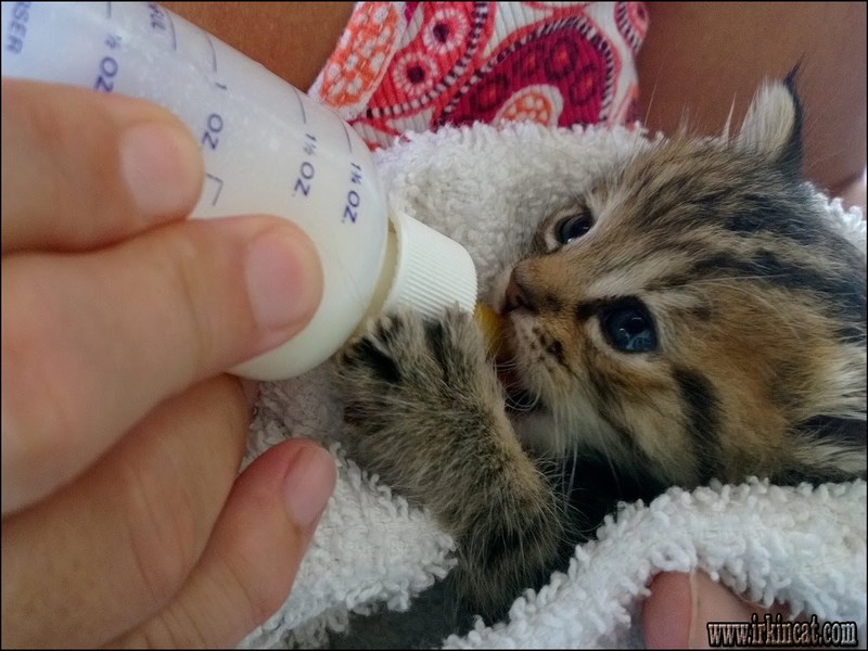 When To Start Feeding Kittens