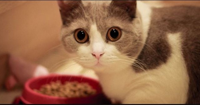 How Much Should Kittens Eat? It’s the Right Dosage