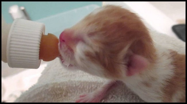 How-To-Feed-A-Newborn-Kitten How To Feed A Newborn Kitten Without A Mother