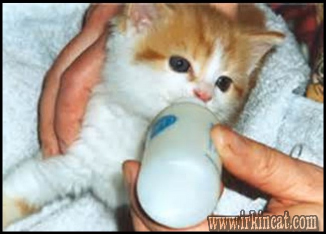 How-Much-Should-I-Feed-My-Kitten-A-1 How Much Should I Feed My Kitten Per Day