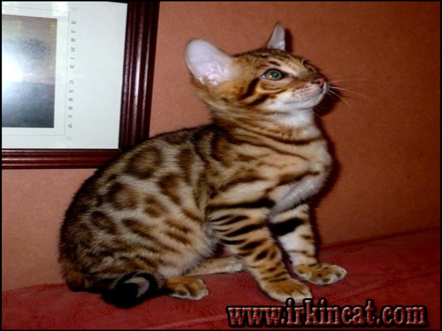 bengal-cats-for-sale-in-pa What You Don't Know About Bengal Cats For Sale In Pa May Surprise You