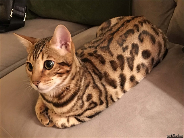 Rumored News on Bengal Cats For Sale Nj Uncovered ...