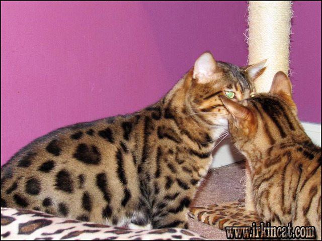 bengal-kittens-for-sale-in-ga The Basic Facts of Bengal Kittens For Sale In Ga