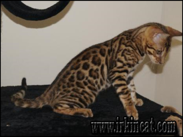 Bengal Kittens For Sale In Va