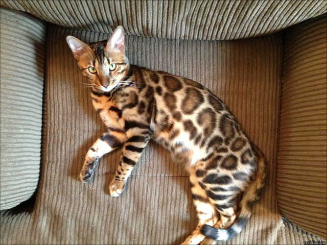 bengal-kittens-for-sale-indiana New Article Reveals the Low Down on Bengal Kittens For Sale Indiana