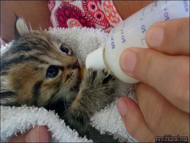 what-to-feed-baby-kittens The Hidden Truth About What To Feed Baby Kittens Exposed