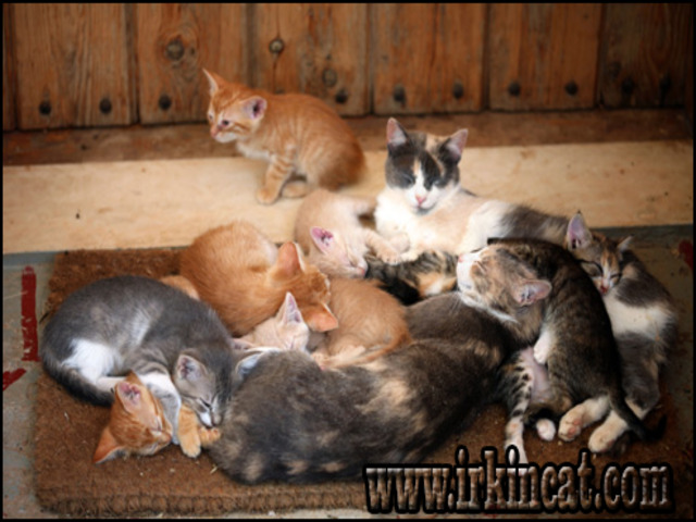 where-to-get-kittens Dirty Facts About Where To Get Kittens Revealed