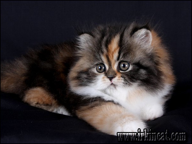 Calico Persian Kittens For Sale