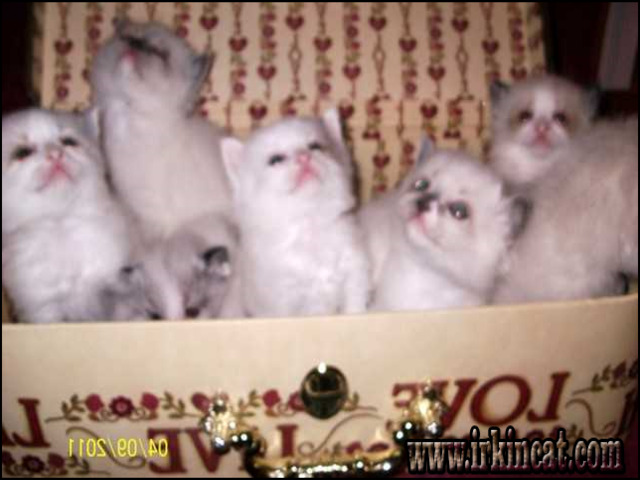 craigslist-kittens-for-sale Shortcuts to Craigslist Kittens For Sale Only the Pros Know