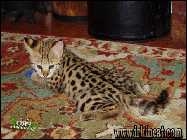 f1-savannah-kittens-for-sale F1 Savannah Kittens For Sale