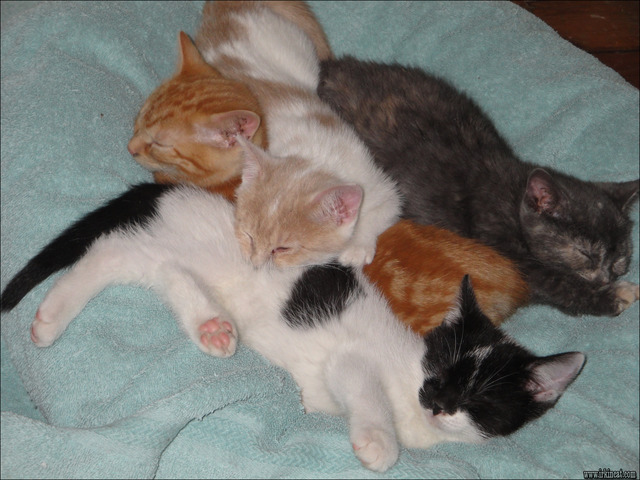 free-kittens-in-philadelphia Mythical Solutions to Free Kittens In Philadelphia Disclosed