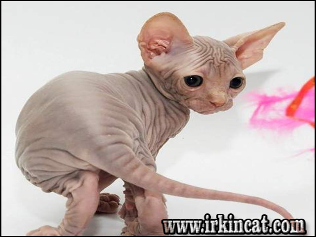 hairless-kittens-for-sale Hairless Kittens For Sale - a Quick Overview