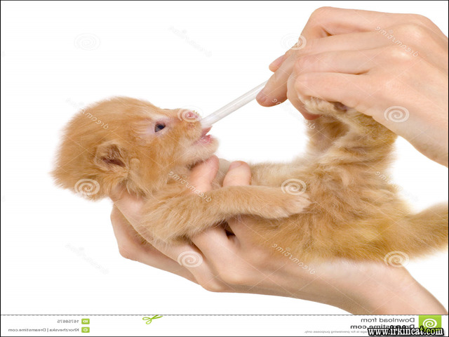 How To Feed A Newborn Kitten