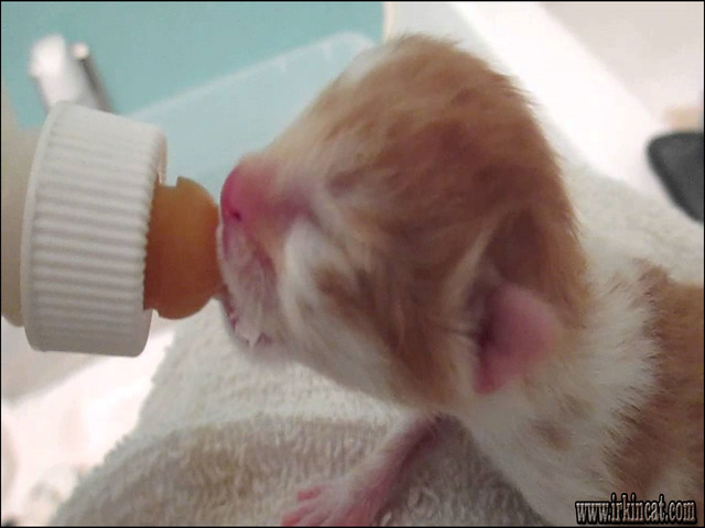 How To Feed Newborn Kittens