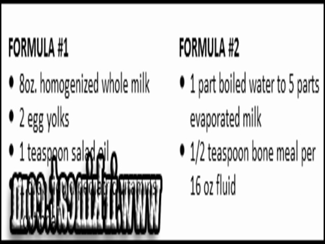how-to-make-kitten-formula A Review of How To Make Kitten Formula