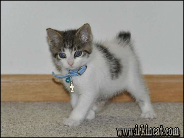 japanese bobtail kittens for sale