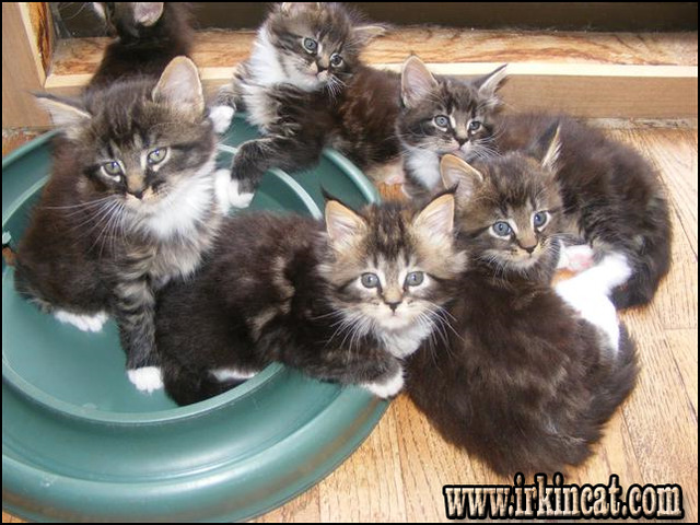 Siamese Kittens For Sale In Minneapolis Minnesota Adoptapet Com