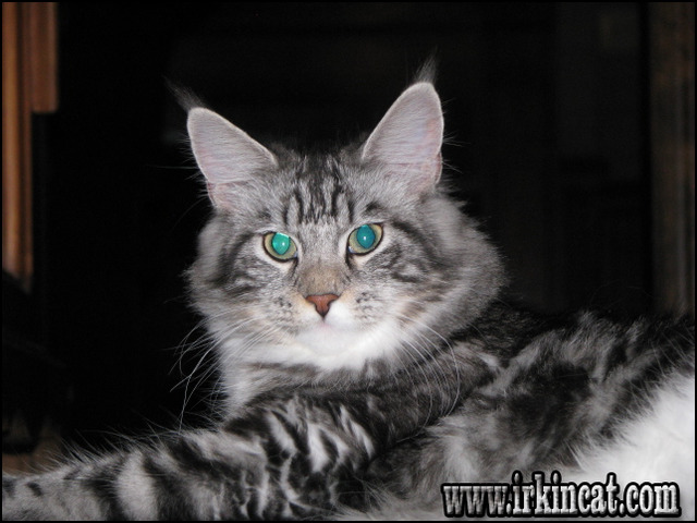 maine-coon-kittens-for-sale-nc Lies You've Been Told About Maine Coon Kittens For Sale Nc