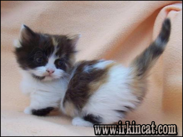 Excellent Kittens For Sale Near Me Craigslist Follow Dog Breeds Shepherd Puppies Beautiful Dogs