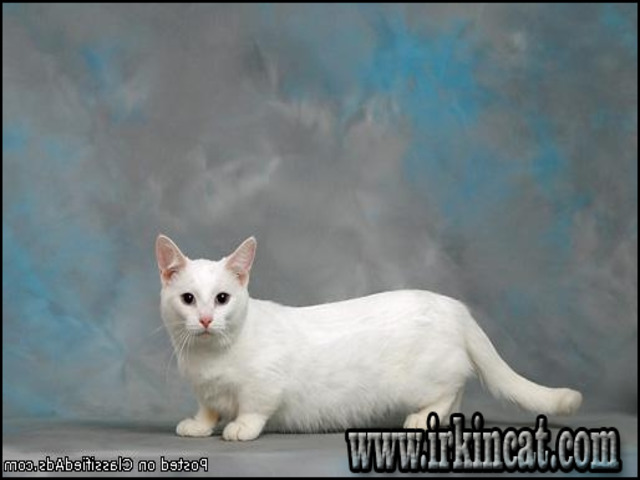 munchkin-kittens-for-sale-in-michigan Why No One Is Discussing Munchkin Kittens For Sale In Michigan and What You Need to Do Right Now About It