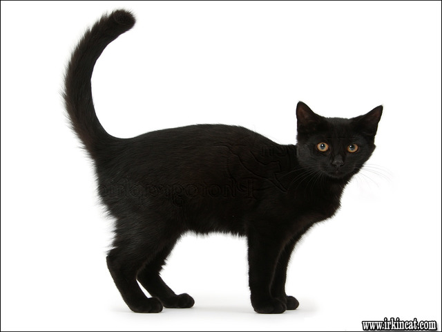 Names For Female Black Cats