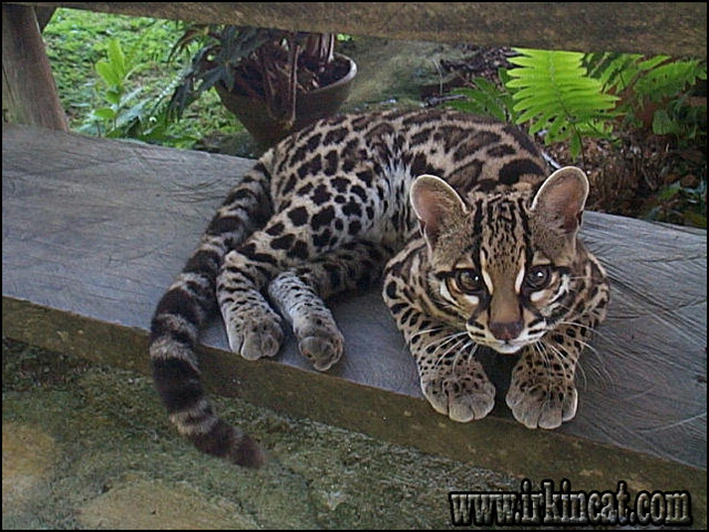 ocelot cat for sale