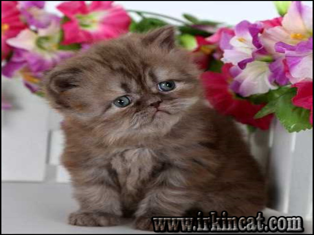 persian-kittens-for-sale-florida The Chronicles of Persian Kittens For Sale Florida