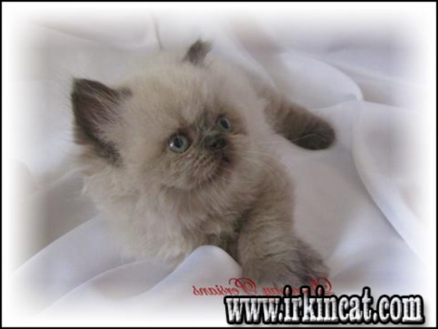 Persian Kittens For Sale In Ohio