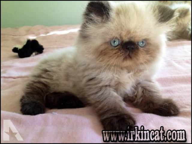 Persian Kittens For Sale Mn