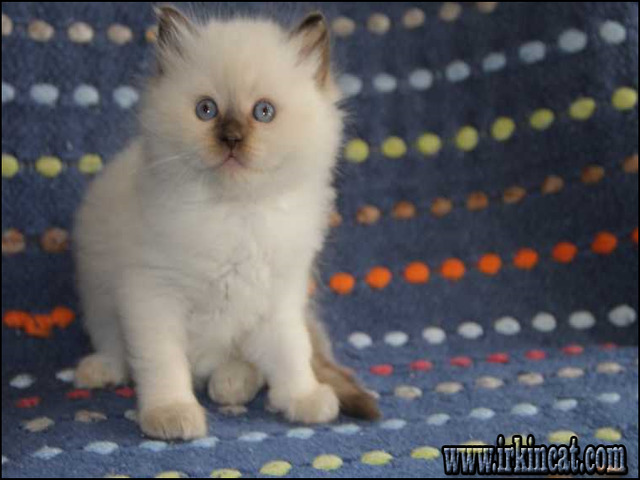 ragdoll-kittens-for-sale-nj Solutions to Ragdoll Kittens For Sale Nj