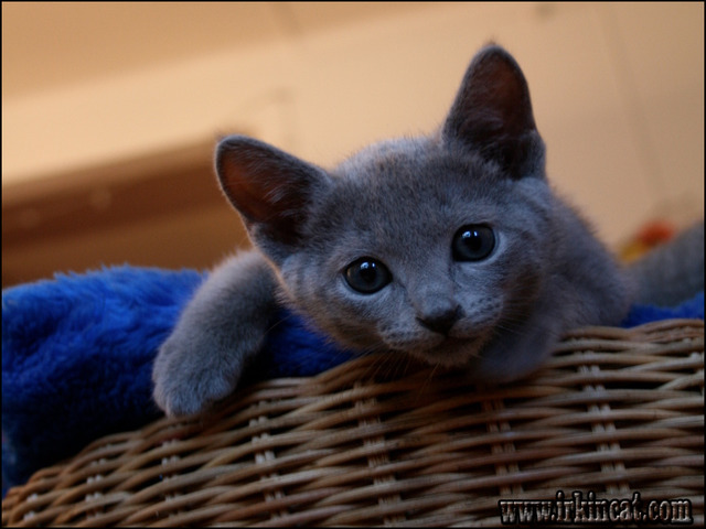 Russian Blue Kitten | irkincat.com