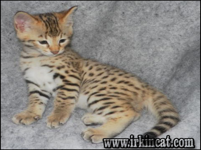 savannah-kittens-for-sale-cheap Choosing Savannah Kittens For Sale Cheap