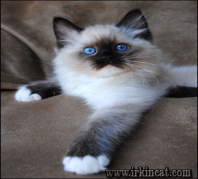 siamese-kittens-for-sale-in-ohio Definitions of Siamese Kittens For Sale In Ohio