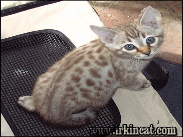 Snow Bengal Kittens For Sale