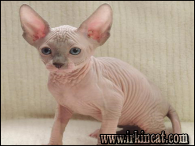 Sphynx Kittens For Sale In Michigan