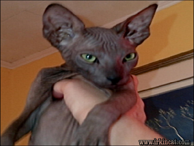 sphynx kittens for sale ma,ma,sphynx kittens.