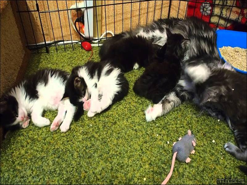 The New Angle On Free Kittens Lansing Mi Just Released