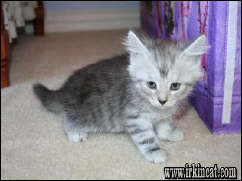 free-kittens-raleigh-nc The Hidden Treasure of Free Kittens Raleigh Nc