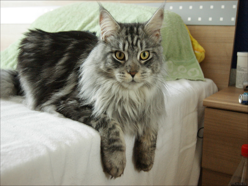 maine-coon-rescue-kittens The Definitive Strategy to Maine Coon Rescue Kitten