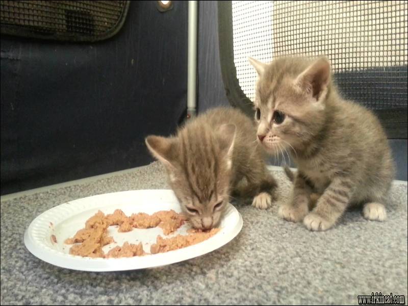 when-do-kittens-eat-food The Most Forgotten Fact About When Do Kittens Eat Food Revealed
