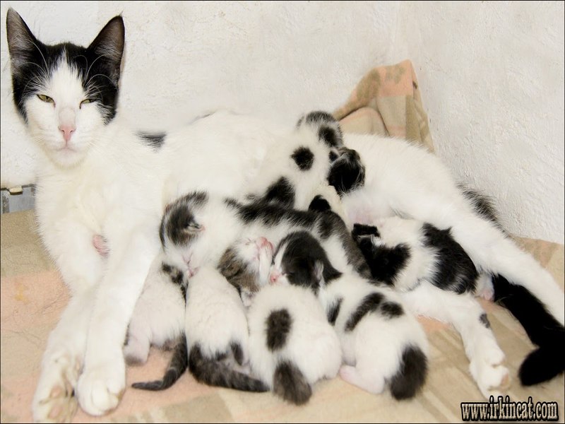 Cute Newborn Kittens