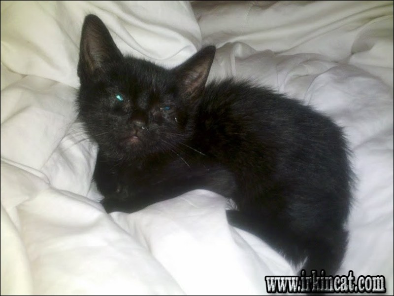 Fading Kitten Syndrome 12 Weeks