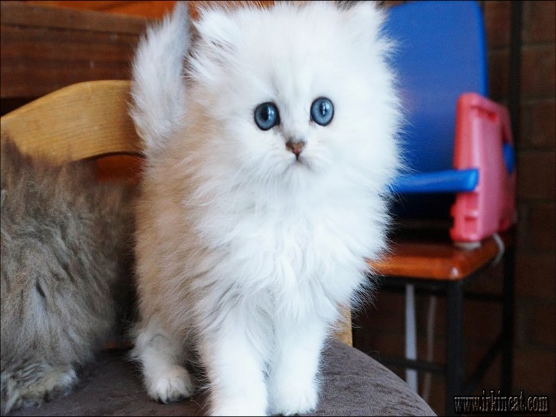 Fluffy White Kitten