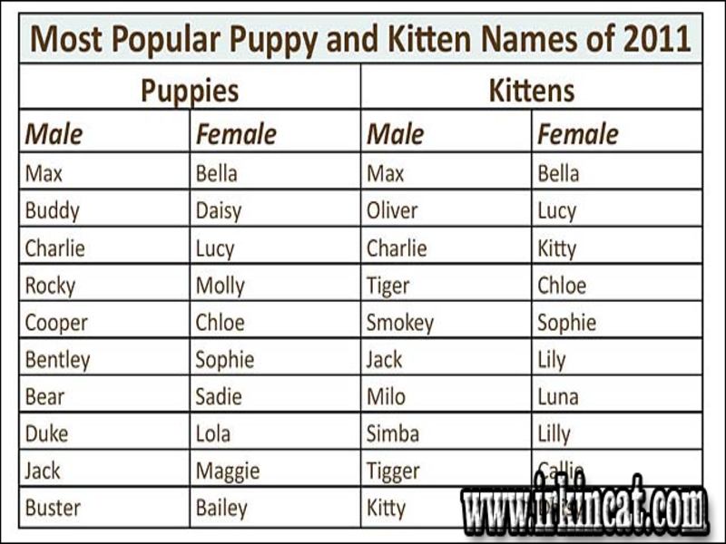Girl Kitten Names Cute