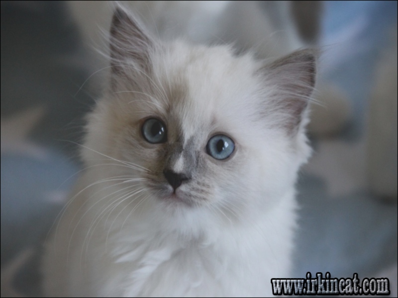 Ragdoll Kitten Indiana