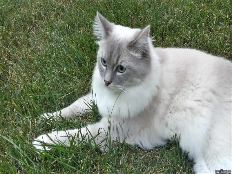 ragdoll-kittens-delaware Ragdoll Kittens Delaware: What No One Is Talking About