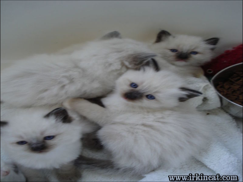 Ragdoll Kittens Greenville Sc